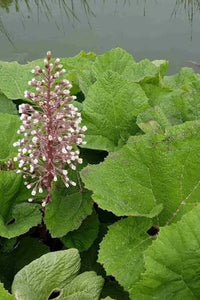 Butterbur Petasites hybridus Seeds for Home Gardening, Natural Landscapes, and Herb Garden Collections