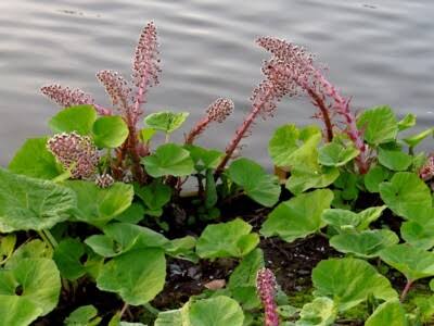 Petasites hybridus butterbur plant with large, broad green leaves