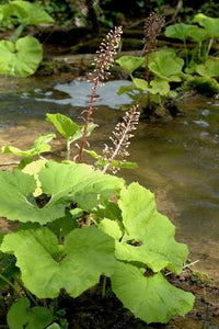 Petasites hybridus perennial plant with large, broad green leaves