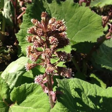 Butterbur Petasites hybridus seeds for garden cultivation