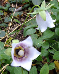 Kashmir Bellflower Codonopsis ovata Seeds for Home Gardens and Ornamental Planting