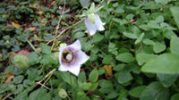 Kashmir Bellflower Codonopsis ovata seeds for home gardening