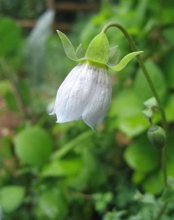 Codonopsis ovata seeds for botanical collections and home gardening