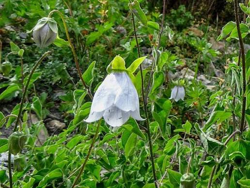 Kashmir Bellflower Codonopsis ovata seeds for garden planting