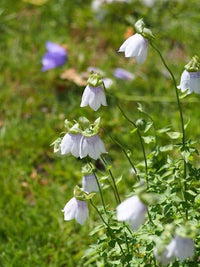 Codonopsis ovata flowering plant for botanical garden collections