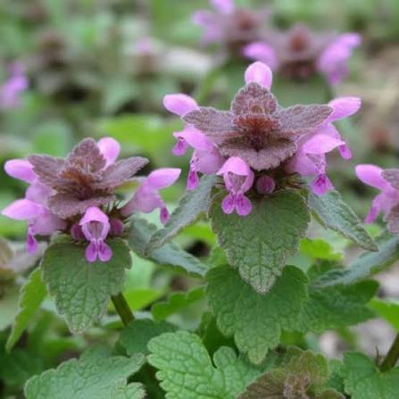 Lamium purpureum plant with reddish-purple upper leaves and small flowers