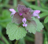 Red Henbit plant with purplish upper leaves and pink flowers