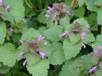 Red Henbit Seeds Lamium purpureum for Home Gardens and Natural Landscaping