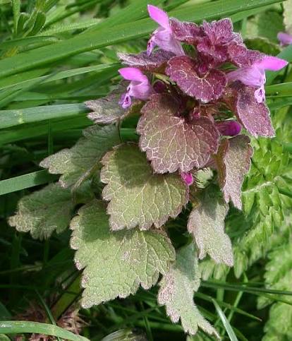 Red Henbit Lamium purpureum seeds for home garden planting