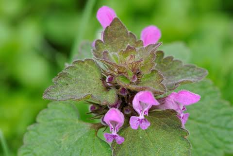 Lamium purpureum Red Henbit seeds for outdoor garden planting