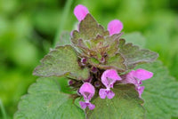 Red Dead Nettle plant with green and purplish foliage