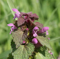 Red Dead Nettle Lamium purpureum seeds for garden planting