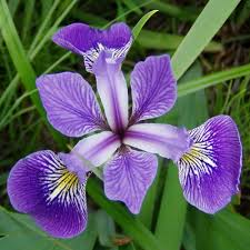 Blue Flag Iris Versicolor Flower Seeds for Garden Borders, Landscape Design, and Outdoor Planting