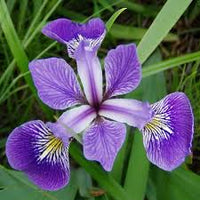 Blue Flag Iris Versicolor Flower Seeds for Garden Borders, Landscape Design, and Outdoor Planting