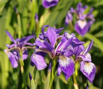 Blue Flag Iris Iris versicolor seeds for perennial flower gardens