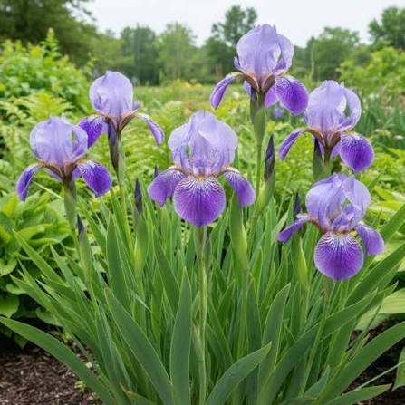 Blue Flag Iris Iris versicolor Seeds for Perennial Flower Gardens, Natural Landscaping, and Water Garden Planting