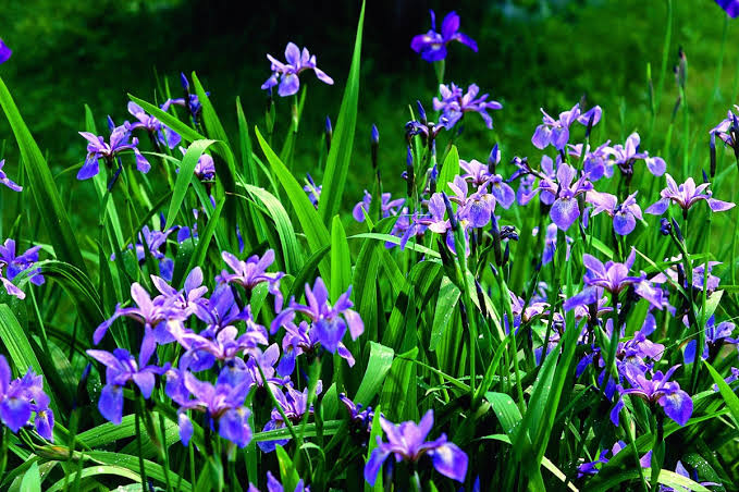 Blue Flag Iris Iris versicolor flower seeds for outdoor garden planting