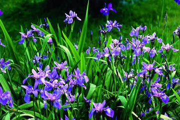 Blue Flag Iris Iris versicolor flower seeds for outdoor garden planting