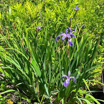 Blue Flag Iris Versicolor Seeds for Ornamental Gardens, Natural Landscaping, and Garden Planting