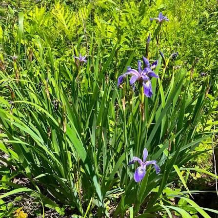 Blue Flag Iris Versicolor Seeds for Ornamental Gardens, Natural Landscaping, and Garden Planting