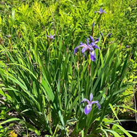 Blue Flag Iris perennial plant with blue-violet flowers and sword-shaped green leaves