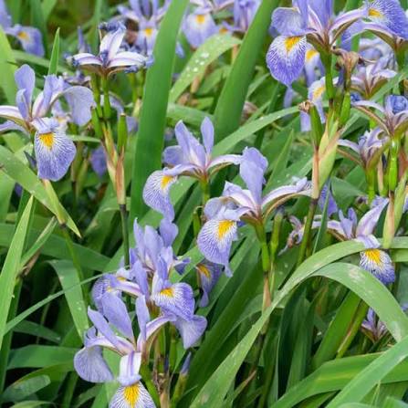 Blue Flag Iris plant with blue-violet flowers and sword-shaped green foliage