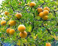 Trifoliate orange plant with three-part green leaves and thorny branches
