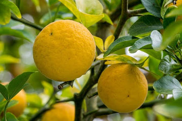 Bitter Orange Poncirus trifoliata seeds for home gardening