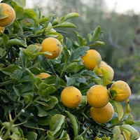 Poncirus trifoliata plant with distinctive three-part green leaves and thorny branches
