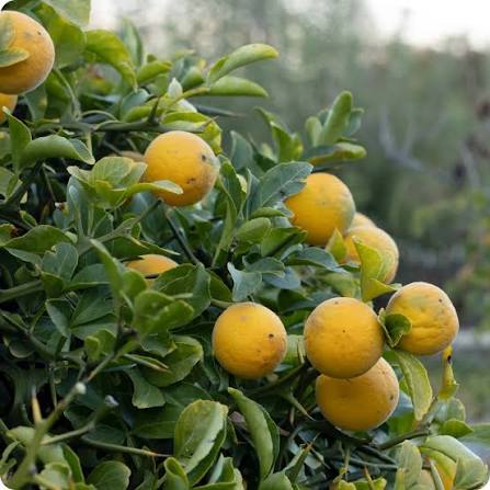 Poncirus trifoliata woody plant with distinctive three-part green leaves