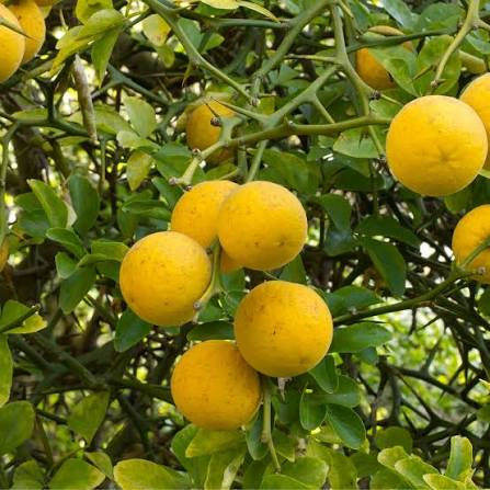 Bitter Orange Tree Poncirus trifoliata seeds for home gardening