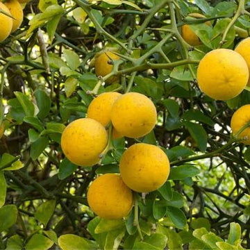 Bitter Orange Tree Poncirus trifoliata seeds for home gardening