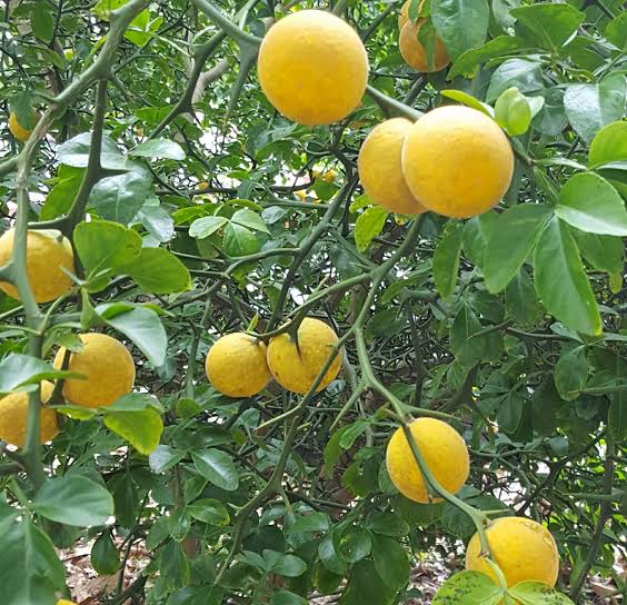 Bitter Orange Poncirus trifoliata seeds for home gardening