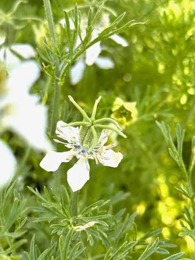 Nigella sativa Black Seed seeds for home gardening