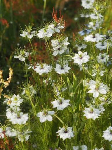 Blue Love-in-the-Mist flowers with delicate feathery green foliage