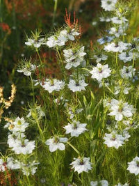Love-in-the-Mist ornamental flowers with delicate green foliage