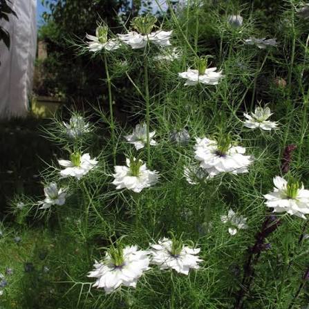 Love-in-the-Mist Nigella damascena seeds for ornamental flower gardens