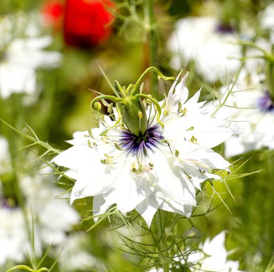Nigella damascena flowers surrounded by delicate feathery green foliage