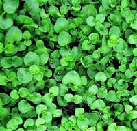 Corsican Mint Mentha requienii Seeds for Home Gardens, Fragrant Ground Cover, Rock Gardens, and Landscape Planting