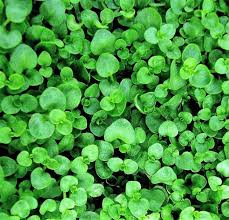 Corsican Mint with tiny green leaves and a low-growing creeping habit
