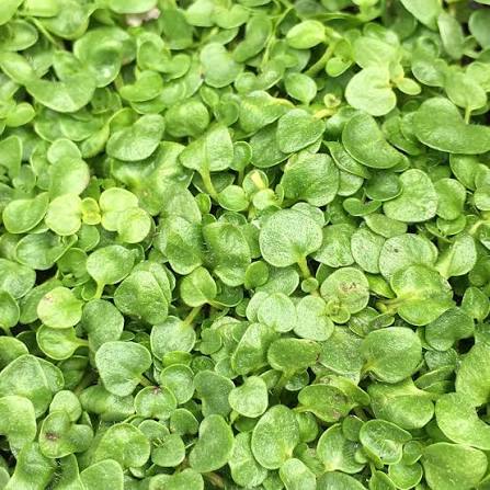 Corsican Mint Mentha requienii seeds for garden ground cover