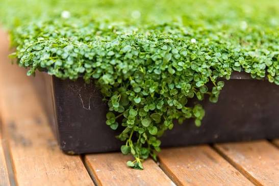 Corsican Mint Mentha requienii seeds for home garden planting