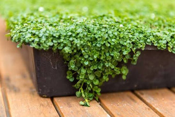 Corsican Mint Mentha requienii seeds for home garden planting