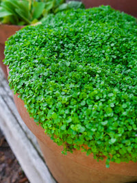 Corsican Mint Mentha requienii Seeds for Rock Gardens, Garden Borders, Ground Cover, and Outdoor Landscaping