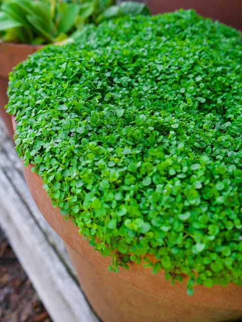 Corsican Mint Mentha requienii seeds for rock garden planting