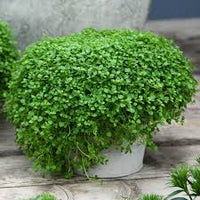 Corsican Mint plant with tiny green leaves and creeping growth habit