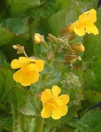 Yellow Monkeyflower Mimulus guttatus blooms with distinctive floral markings