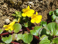 Seep Spring Mimulus guttatus seeds for wildflower gardening