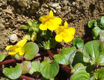Seep Spring Mimulus guttatus seeds for wildflower gardening