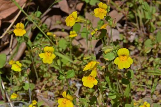 Yellow Mimulus guttatus flowers with distinctive markings